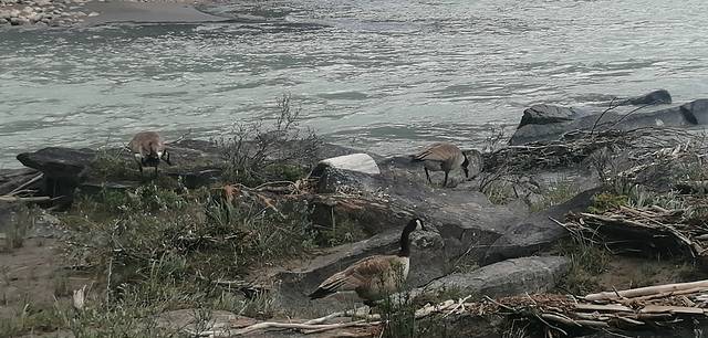 阿萨巴斯卡瀑布