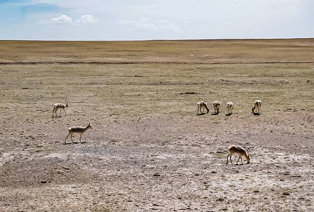 青海可可西里国家级自然保护区