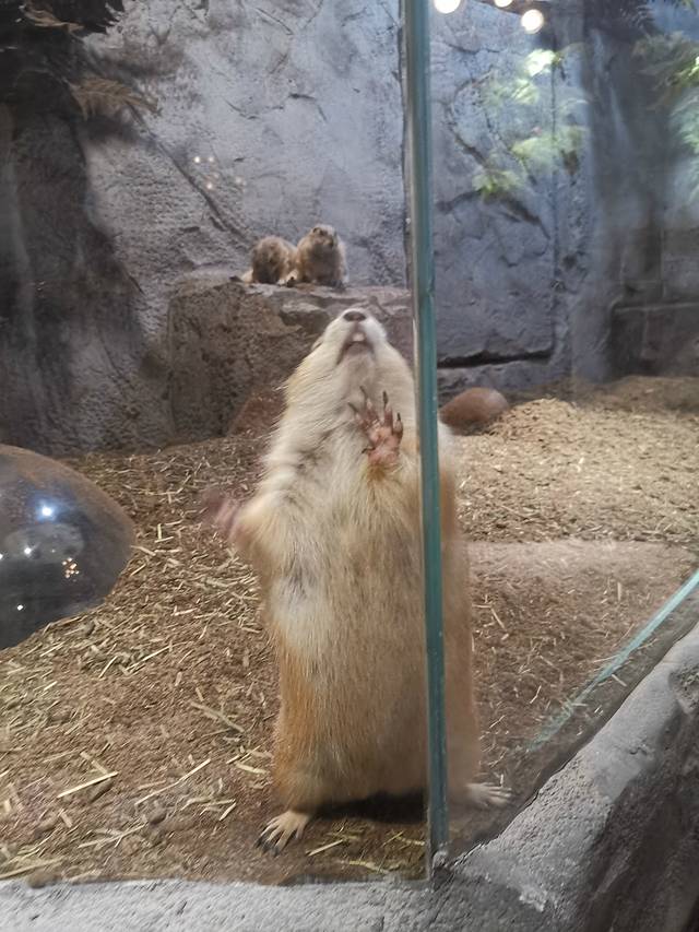 MrZoo-小小动物元室内动物园(上海嘉定万达中心)