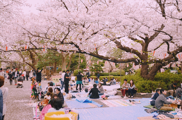 "东京最著名的赏樱地之一——上野公园🌸✨详细地址：东京台东区上野公园。人是真的多，有时候都走不动_上野公园"的评论图片