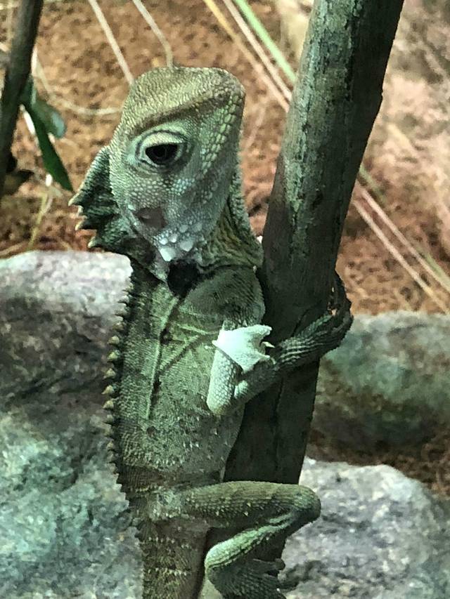悉尼野生生物世界