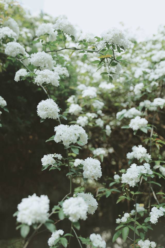 四川大学(望江校区)