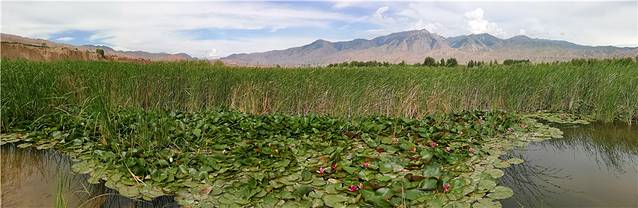 青海贵德黄河清国家湿地公园