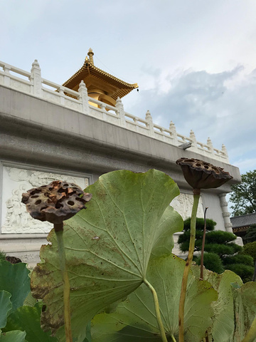 "...，金佛像修建在2长段阶梯之上，一共700多台阶，有三步一拜的虔诚者，台阶之上佛相庄严，虔诚跪拜_东林大佛"的评论图片