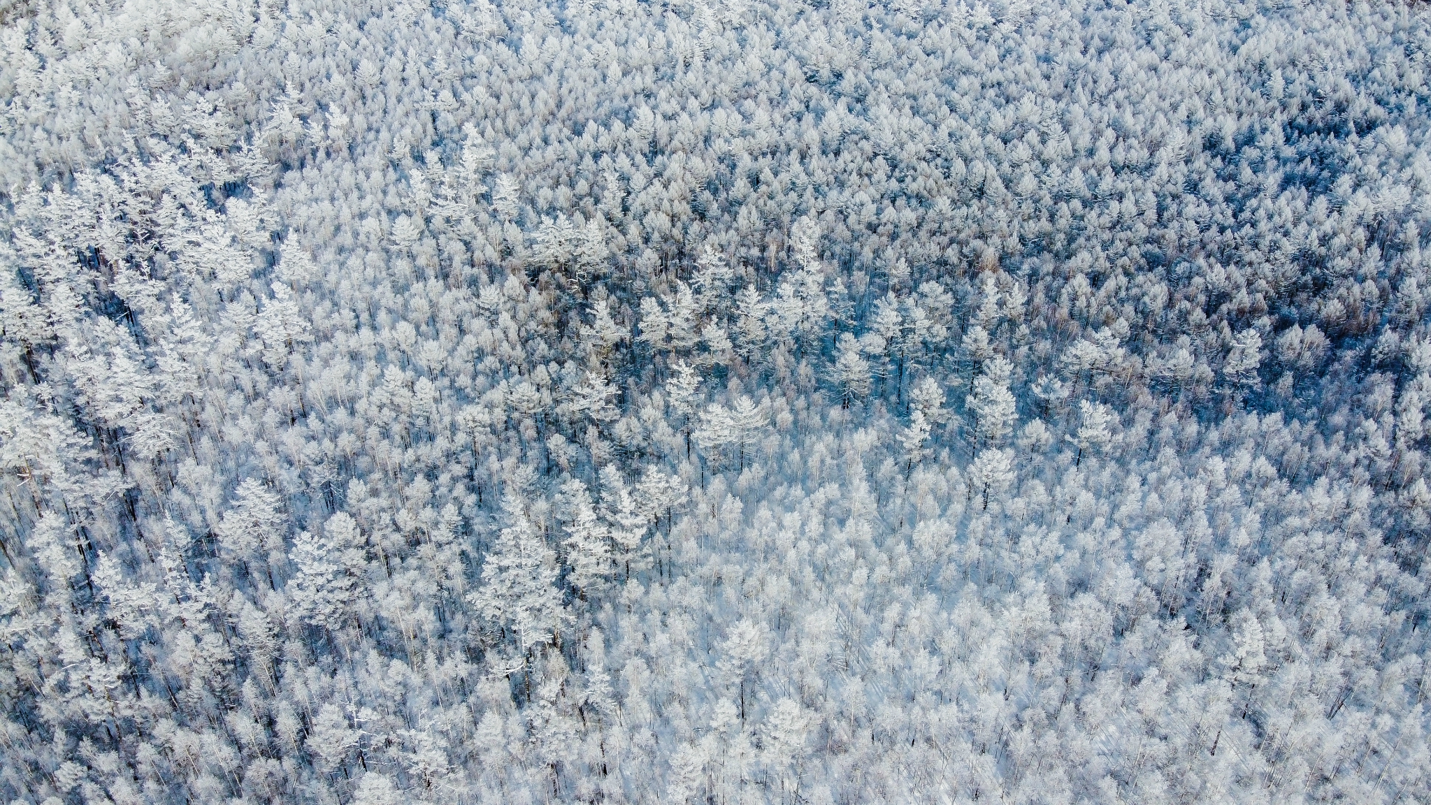 带着惊喜与幸运的呼伦贝尔冰雪之旅，挑战零下30度