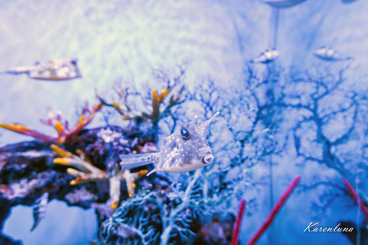 "海龟、蝠鲼、鱼群自由自在的在人的左右上方自由的翱翔，时儿穿过茂盛瑰丽的彩色珊瑚、时而又好奇的游..._海底世界馆"的评论图片