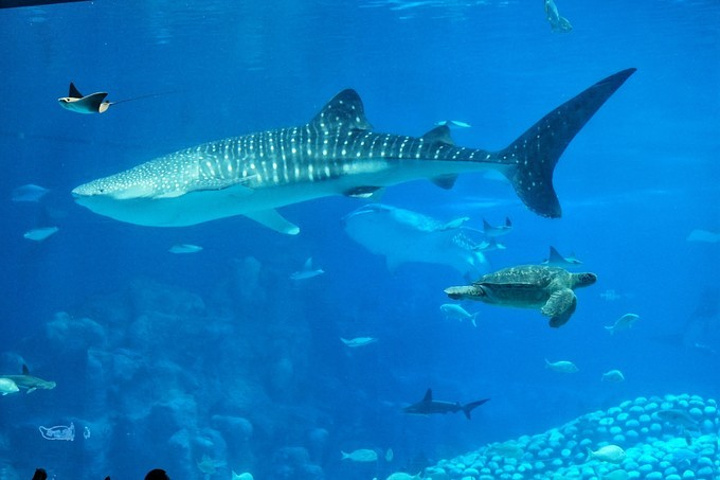"超级大的园区，超级大的场馆，鲸鲨馆拿了5项吉 尼斯 纪录，最大的水族馆、最大的水族箱、最大的亚..._珠海长隆海洋王国"的评论图片