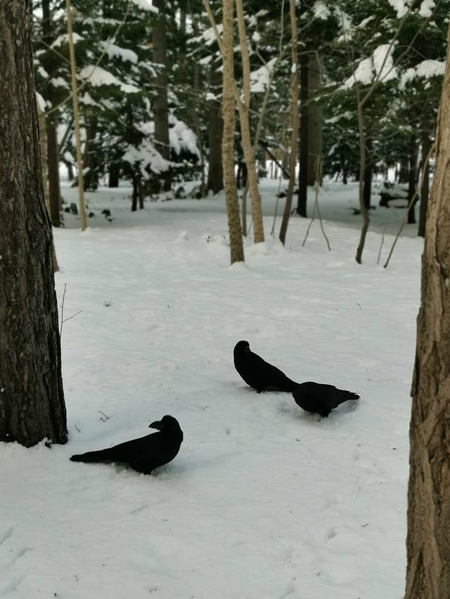 札幌市圆山动物园