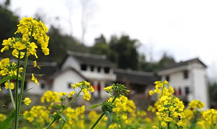 乡游黔中 · 黔西市 解放村丨“柳岸水乡”春意浓，油菜花开踏春来