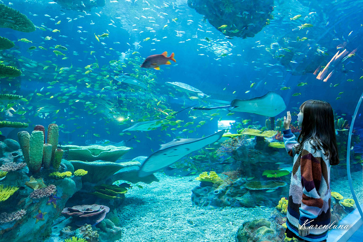 "海龟、蝠鲼、鱼群自由自在的在人的左右上方自由的翱翔，时儿穿过茂盛瑰丽的彩色珊瑚、时而又好奇的游..._海底世界馆"的评论图片
