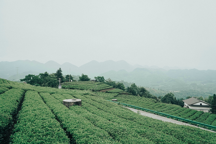 "位于北纬30度的伍家台村，是我在国内见过最美的茶园了，泡出的茶清香、回甘，饮后可清心定神_施南茶堂·伍家台贡茶(金桂大道店)"的评论图片