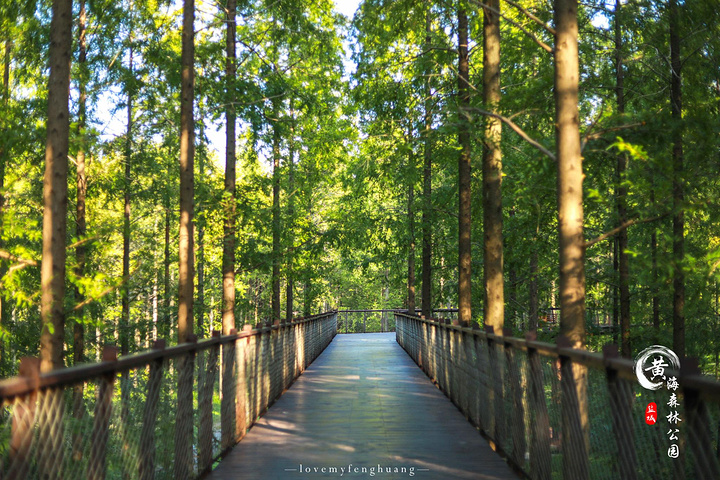 植被以人工落叶阔叶常绿阔叶林为主森林覆盖率达666公园总面积为