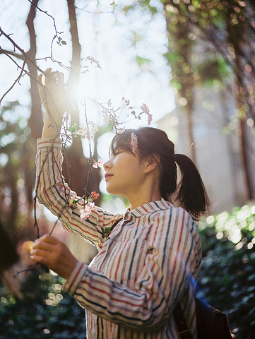 "继续往左边走会看到白色房子，和比较高的海棠花，从远处拍，海棠花，和校园的风景交相呼应，也是美极了_云南大学"的评论图片