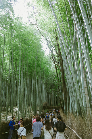 "这个季节其实路上景色不好看，如果是樱花季或枫叶季就会很美。在岚山穿和服的人很少。这是粥～很好喝_岚山"的评论图片