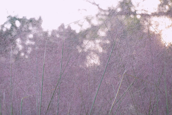 "偶然在微博上看到上海植物园的风景，感觉很美。深秋时节，伴着微醺的日光，很是舒适惬意_上海植物园"的评论图片