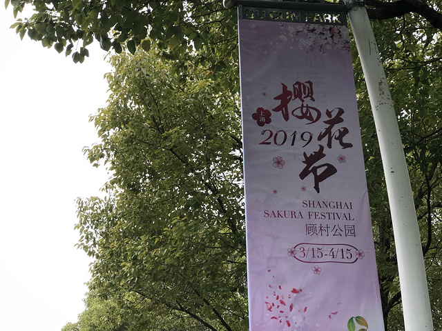"每年3月底4月初是上海的樱花季，上海欣赏樱花最有名的地点就是顾村公园，顾村公园的门票是20元_顾村公园"的评论图片