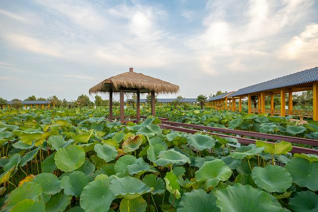 金湖荷花荡景区
