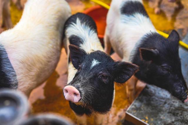 松垟花开火车乐园