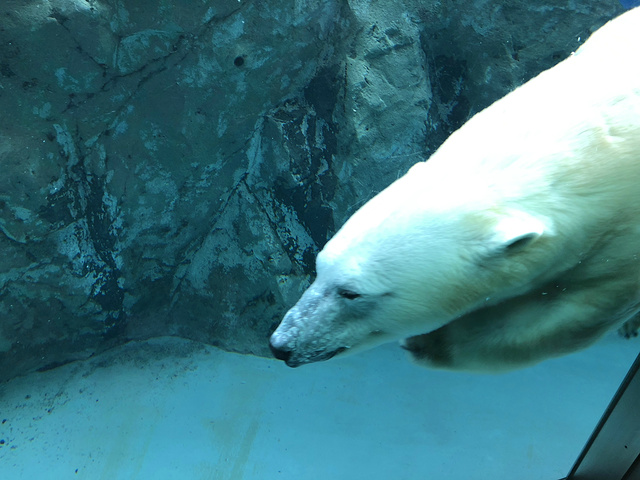 "旭川动物园的建议游览时间在4-5小时。小的北极熊所在的区域，游客可以通过透明玻璃观景口近距离的观赏_旭山动物园"的评论图片