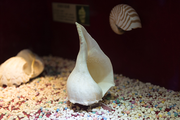 各种美丽的贝壳和热带鱼总是与珊瑚相生相伴一起构成美丽的海底世界