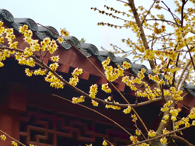"去梅园最好是1-3月份，这时候梅花开正盛，我们是正月初四去的，正好是赏梅的大好时节。 武汉梅园有公交_东湖梅园"的评论图片