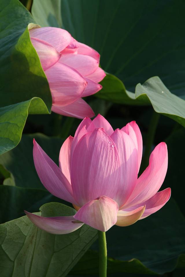 莲花湖旅游景区