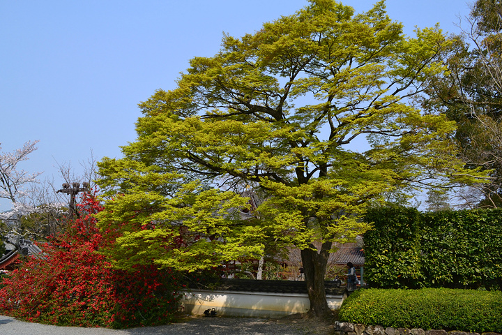 "平等院是平安时代池泉舟游式的寺院园林，沿着京都宇治川边兴建，据说是古代日本人对西方极乐世界的极..._平等院"的评论图片
