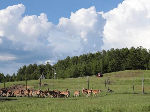 得耳布尓兴安神鹿园