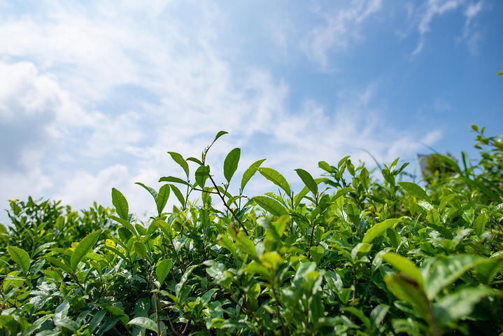 螺丝壳景区凭借都匀毛尖和本身的贵州风景吸引力很多游客和茶友来此处