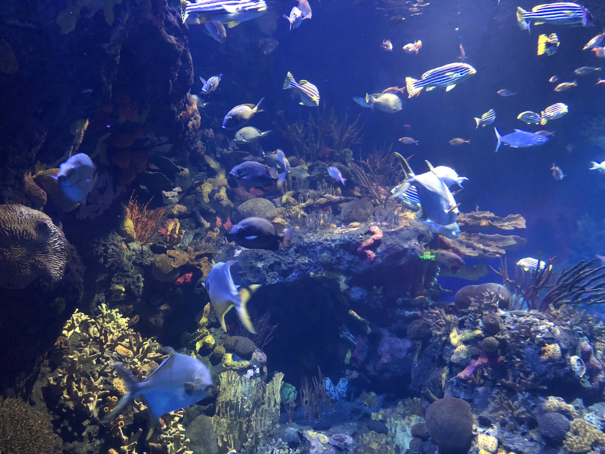 上海长风海洋世界位于上海长风公园内,也是上海最早的海洋水族馆,在我