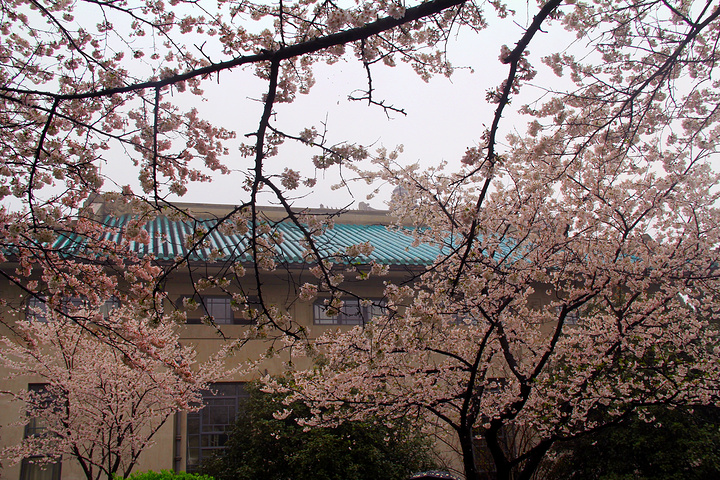 "武汉城市有名的一座山，城市著名的武汉大学便位于珞珈山上，每到春季，樱花便会开满整座山头_武汉大学-珞珈山"的评论图片