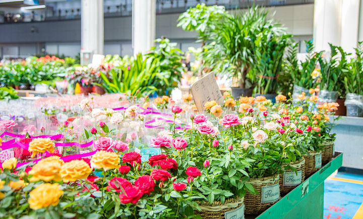"我总会想，如果重庆也有这么便宜的花，那么我们生活的幸福指数应该能提升不少吧_斗南花市"的评论图片