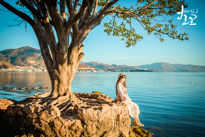 "离海舌公园不远处有两颗特别有名的 大树 ，可以说是来 大理 拍婚纱照必来的地方，就是“夫妻树”_海舌生态公园"的评论图片