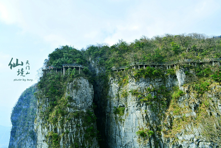 "天门山|张家界海拔最高山_天门山国家森林公园"的评论图片