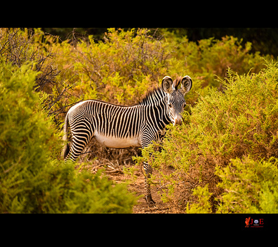 桑布鲁自然保护区旅游景点攻略图