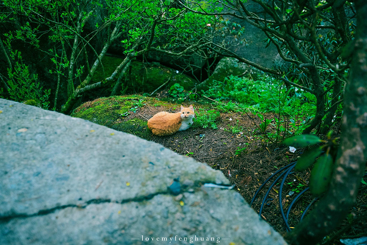 "...，这些远看似古堡魏立的天柱山岩石，在西关群峰垂直节理中非常发育，形成了横看成岭侧成峰的美丽景致_天柱山"的评论图片