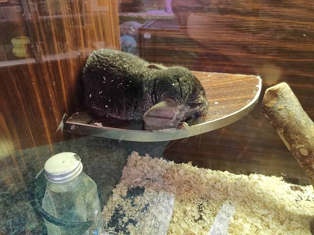 MrZoo-小小动物元室内动物园(上海嘉定万达中心)