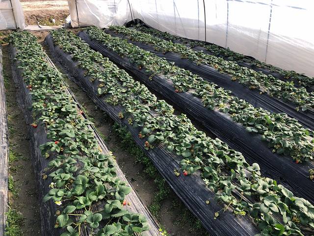 文明草莓园(鑫牛生态园店)