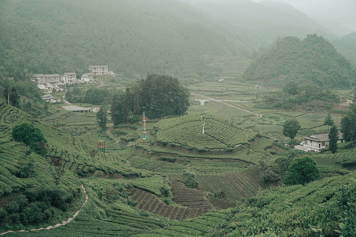 "位于北纬30度的伍家台村，是我在国内见过最美的茶园了，泡出的茶清香、回甘，饮后可清心定神_施南茶堂·伍家台贡茶(金桂大道店)"的评论图片