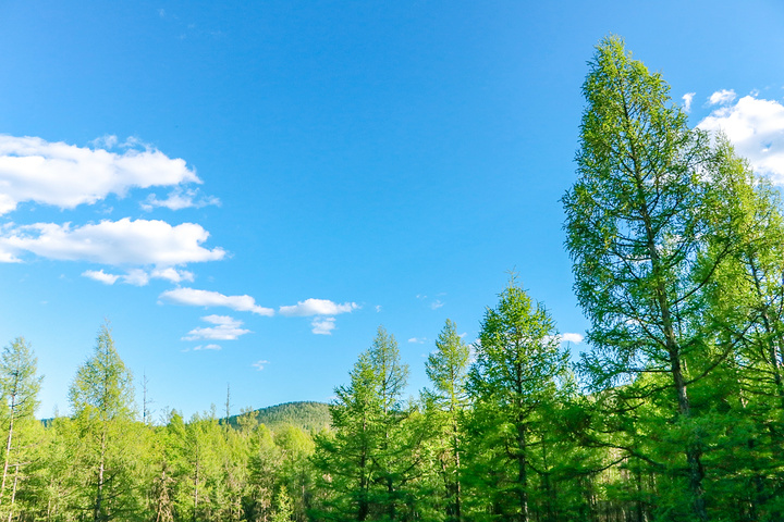 沼泽地里的草还是枯黄的颜色,而远处的树林已是绿意盎然,大自然的季节