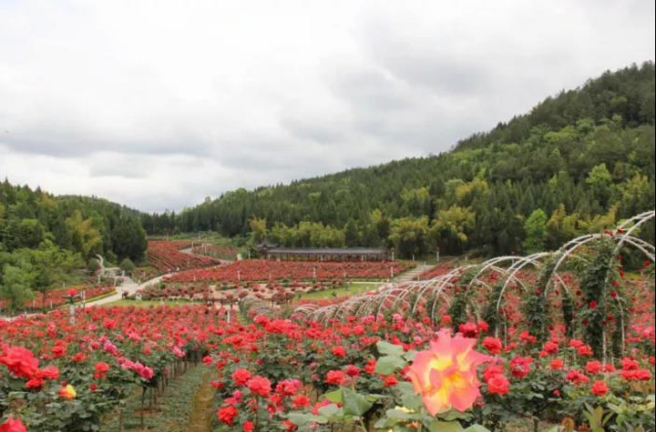 珍稀植物园,十二生肖园,玫瑰园,和人工湖等,园区无土栽培的高科技蔬菜