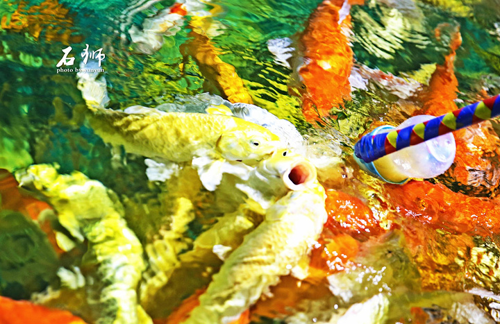 "海洋馆里潜水还是第一次，一下子就能观察到这么多鱼类真的无比兴奋。超赞！就是给小朋友与神奇的动物互动的_泉州石狮·海洋世界"的评论图片