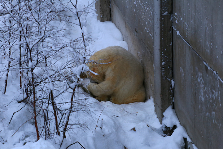 躲在角落不肯出來~動物園門口可愛的小麋鹿_拉努阿野生動物園-評論-去