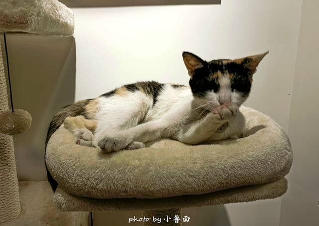 猫的天空之城概念书店(大理店)