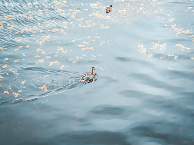 "杜鹃湖为当地的“81号泡子”，每年最佳观赏期5月，每日观赏最佳时间是日落，花季期间应该是满眼的映山红_杜鹃湖"的评论图片