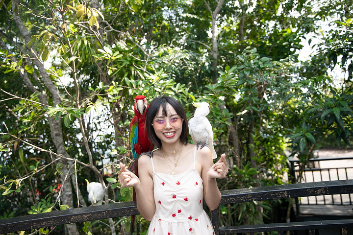 "一开始就可以遇见有趣好玩的事情，一红一白两只可爱的鹦鹉小哥。真的，它们真的非常友好和有趣_呀诺达雨林文化旅游区"的评论图片