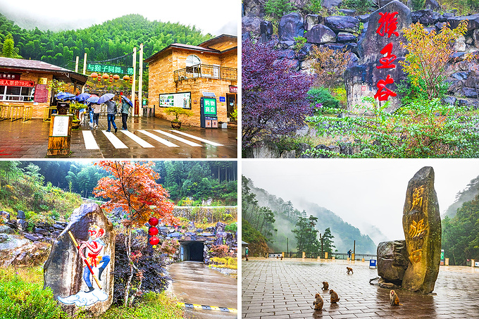 温州猴王谷生态猴成风景,看猴勿耍猴,三大纪律八项注意才有乐趣-文成