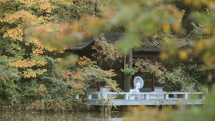 "是在公园里落叶归根，整个画面呈现出来的尽是橙黄色的，秋天里，我来到了金陵南京，邂逅栖霞山的秋景_栖霞山"的评论图片