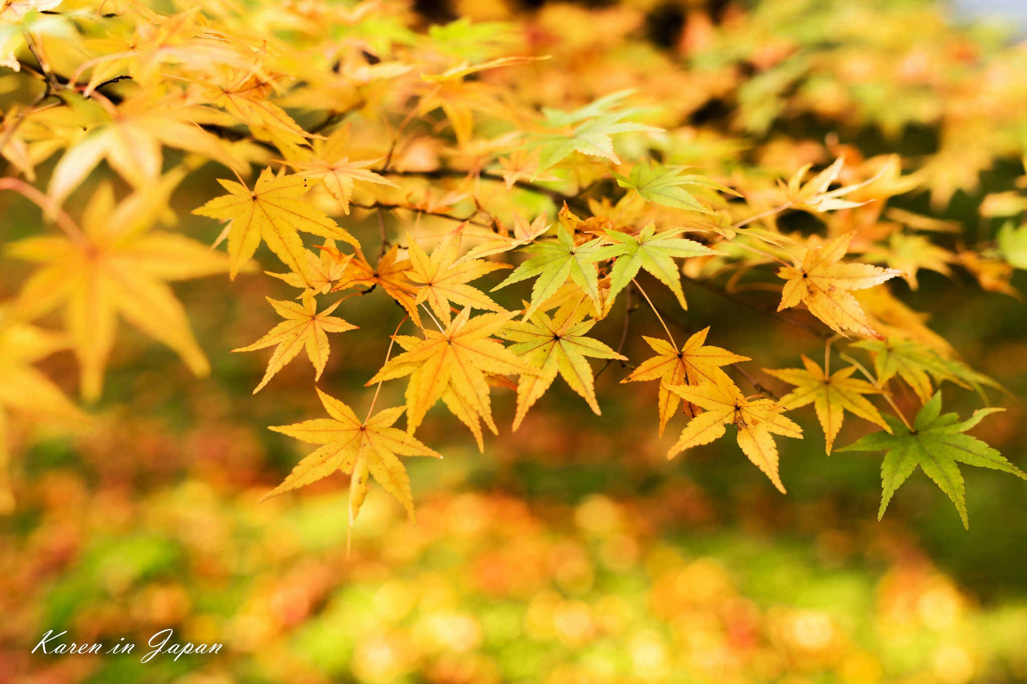 梦回京阪 待你披上红色嫁衣 含视频 红叶季赏枫攻略 京都旅游攻略 游记 去哪儿攻略 梦回京阪 待你披上红色嫁衣 含视频 红叶季赏枫攻略 京都旅游攻略 游记 去哪儿攻略