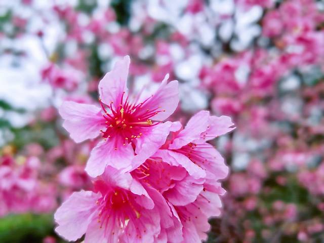 八重岳樱之森公园